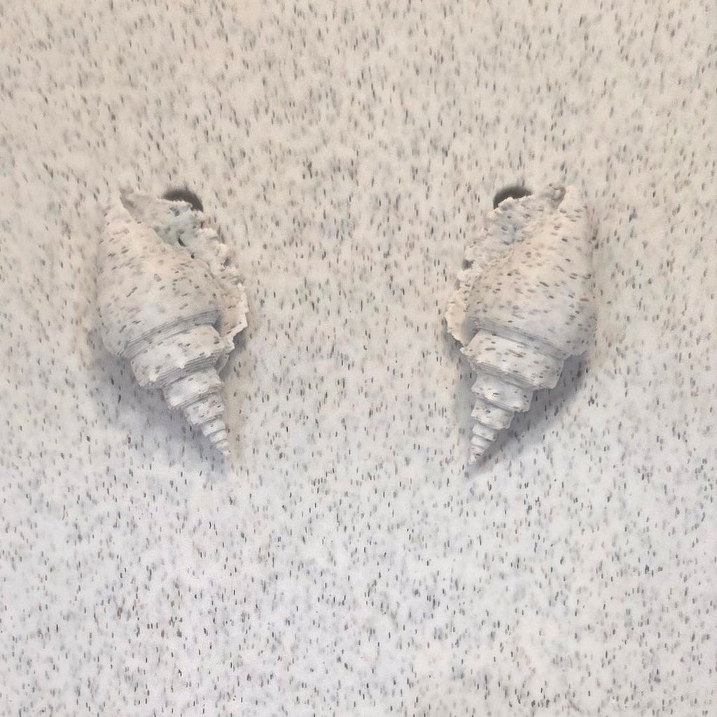 Shells - Conch 1209